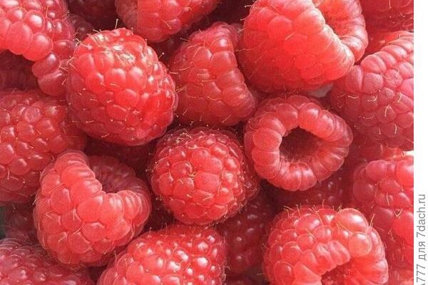 Какой сорт малины любим больше всего?