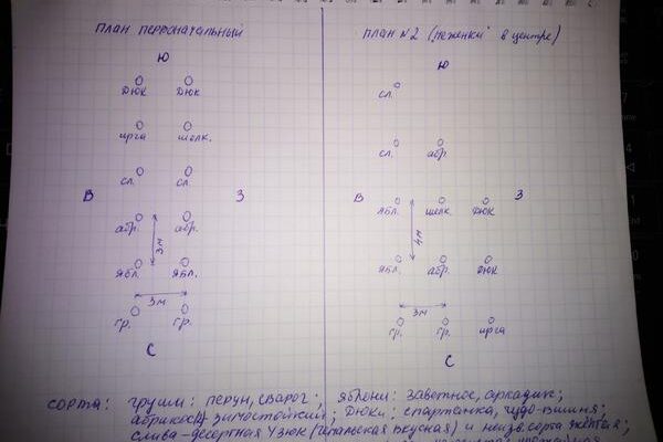 Планирование садового участка с различными фруктовыми деревьями.