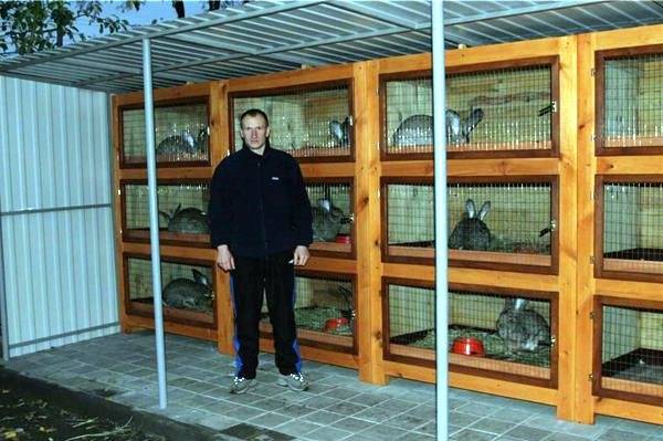 Размеры клеток для кроликов в промышленном разведении