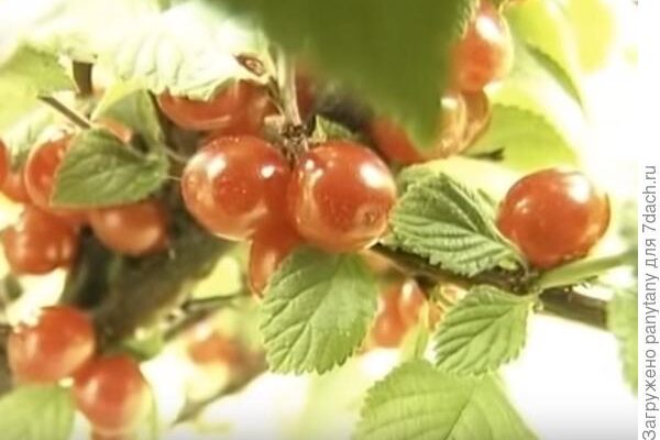 Рассада из «Садов России» процветает летом
