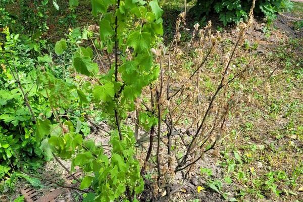Красная смородина вянет: причины и решения.