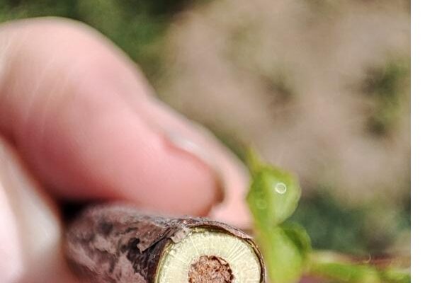 Стеклянное изделие и ягода смородина: повлияло ли стекло на плоды?