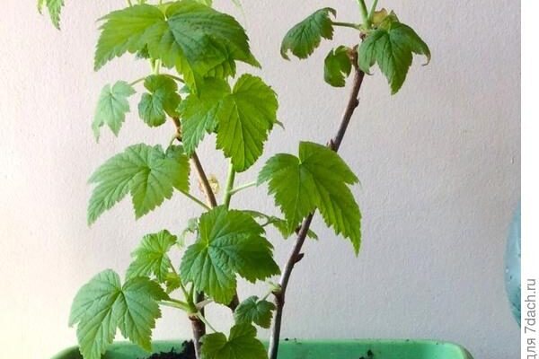 Ускоряем плодоношение смородины с помощью черенкования