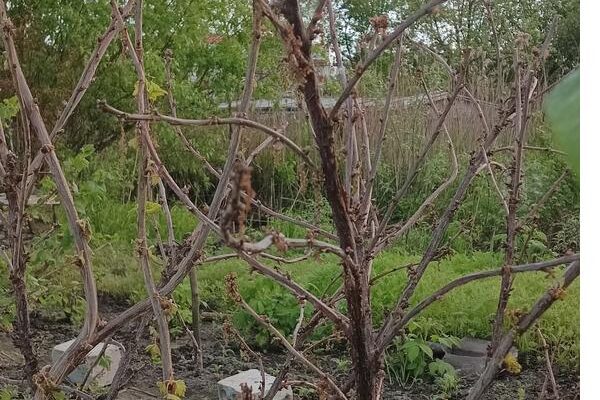 Болезнь кустов красной смородины: связь с морозами?
