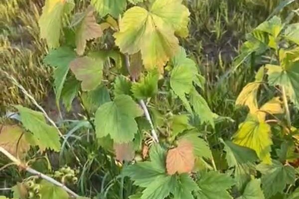 Болезни черной смородины: причина появления красных листьев