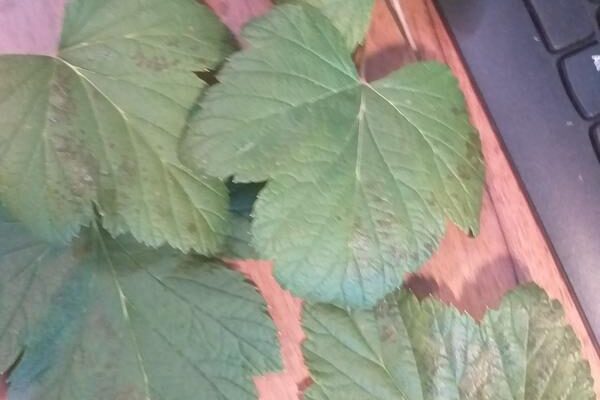 Почему на черной смородине появляются темные пятна на листьях и блекнут прожилки?