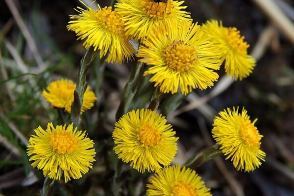 Горицвет весенний: характеристики, фото, разновидности, cultivation, уход
