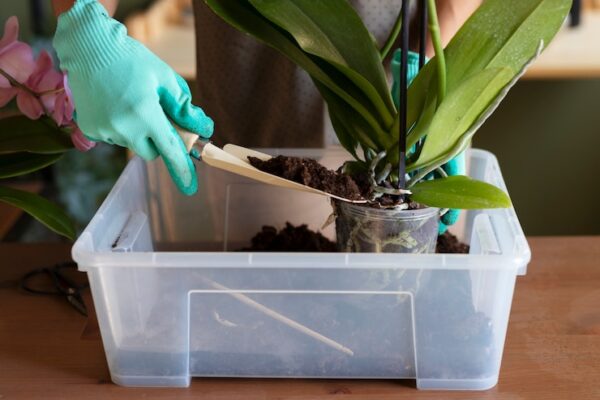 Combating Mealybugs on Orchids