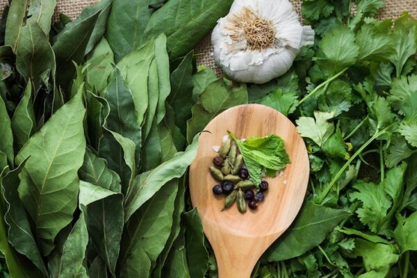 Огородный спилантес, или акмелла: выращивание вкусной красоты