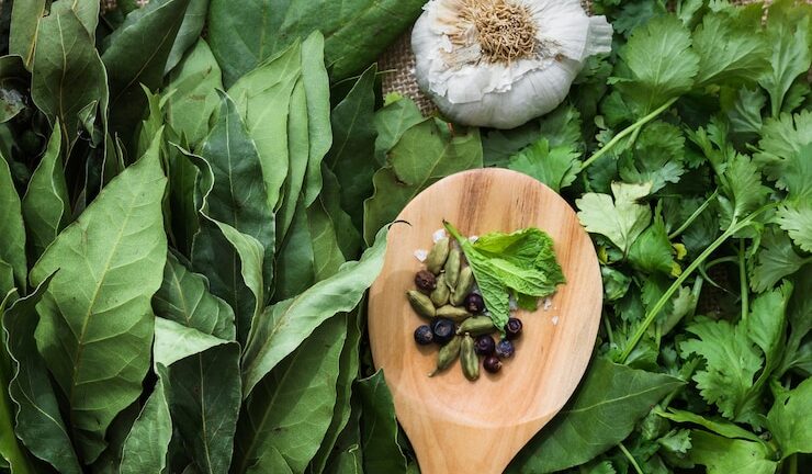 Огородный спилантес, или акмелла: выращивание вкусной красоты