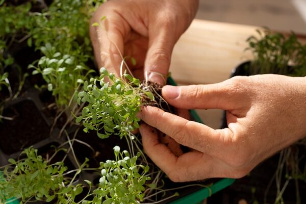 Рассадный способ cultivation луковицы-порея