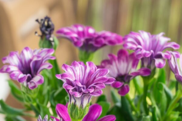 15 сортов косма для сада