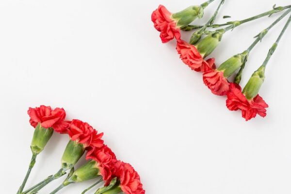 Лихнисы и смолевки: руководство по культивированию и выбор популярных сортов