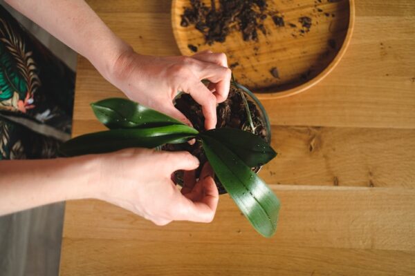 Cultivation of Passiflora from Seeds at Home or in a Garden