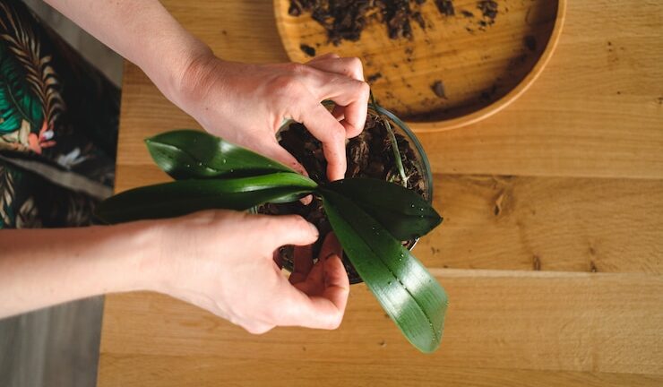 Cultivation of Passiflora from Seeds at Home or in a Garden