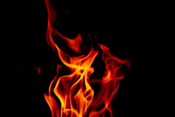 Сухая верхушка побега золотистой смородины: опасно ли это?