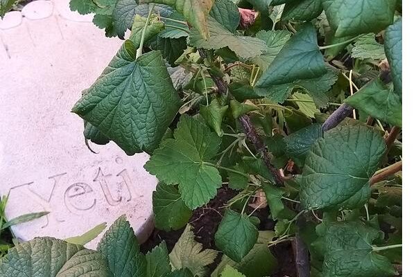 Причины пожелтения и скручивания листьев черной смородины.
