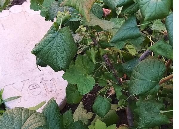 Причины пожелтения и скручивания листьев черной смородины.