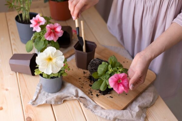 Летние цветы: посадка и место для выращивания.
