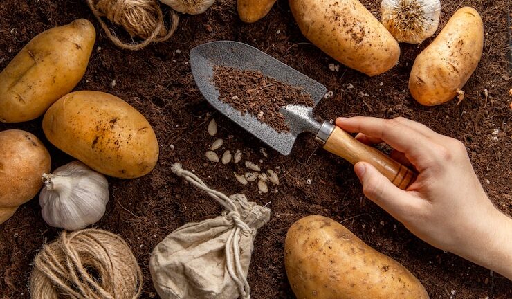 Выращивание моркови на грядках