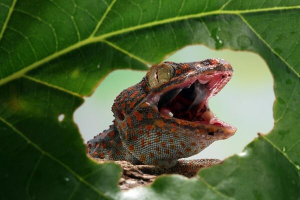 Кальмия