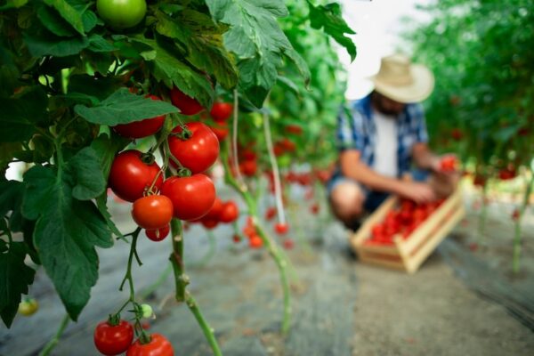 Подкормка томатов: рецепты для роста урожая и укрепления иммунитета