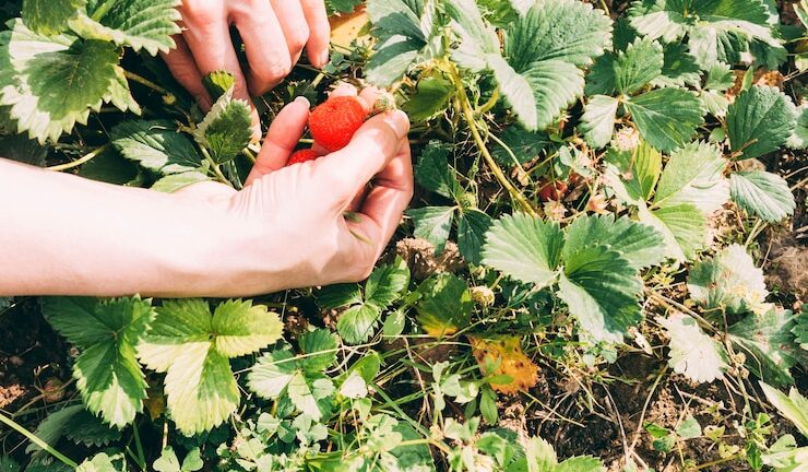 Как ухаживать за малинником весной: эффективные методы и удобная подвязка