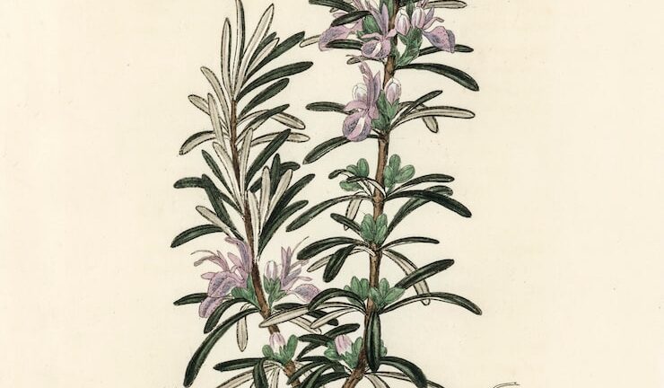 Сантолина